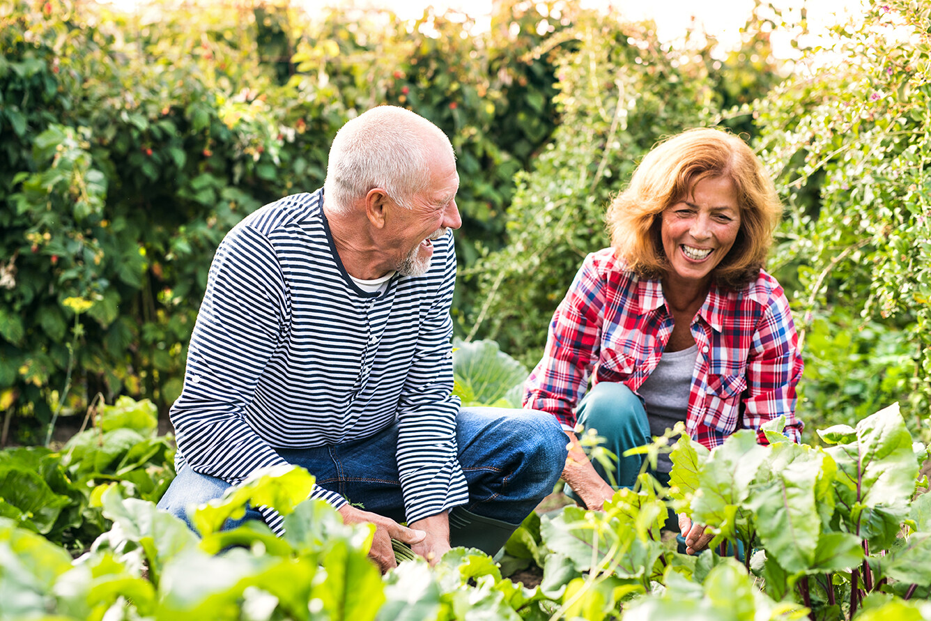 Altes Ehepaar erntet Salat im eigenen Garten