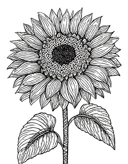 Sonnenblume