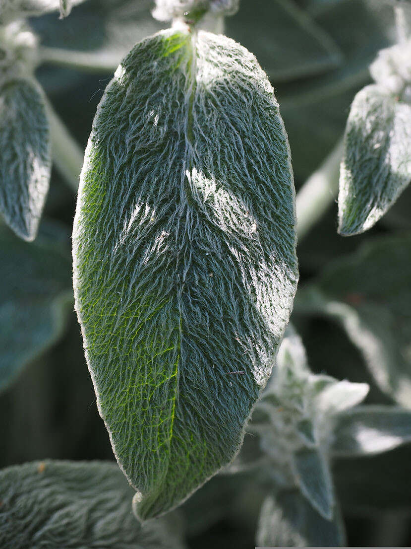 Stachy Wool