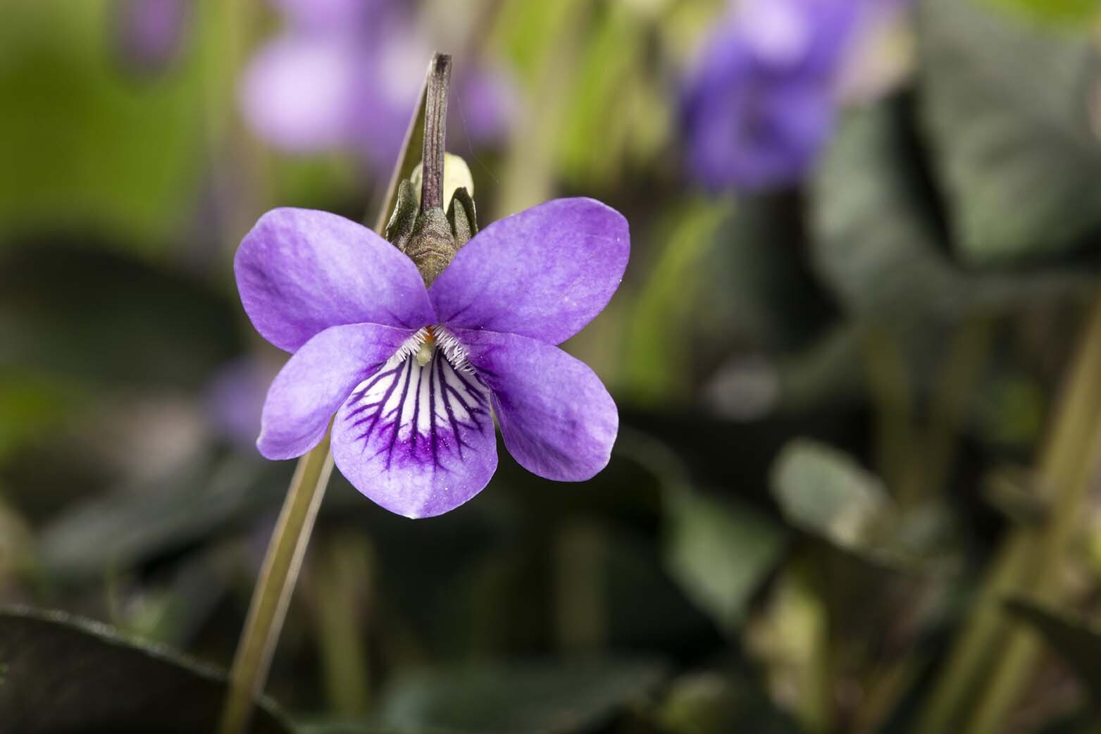 Viola