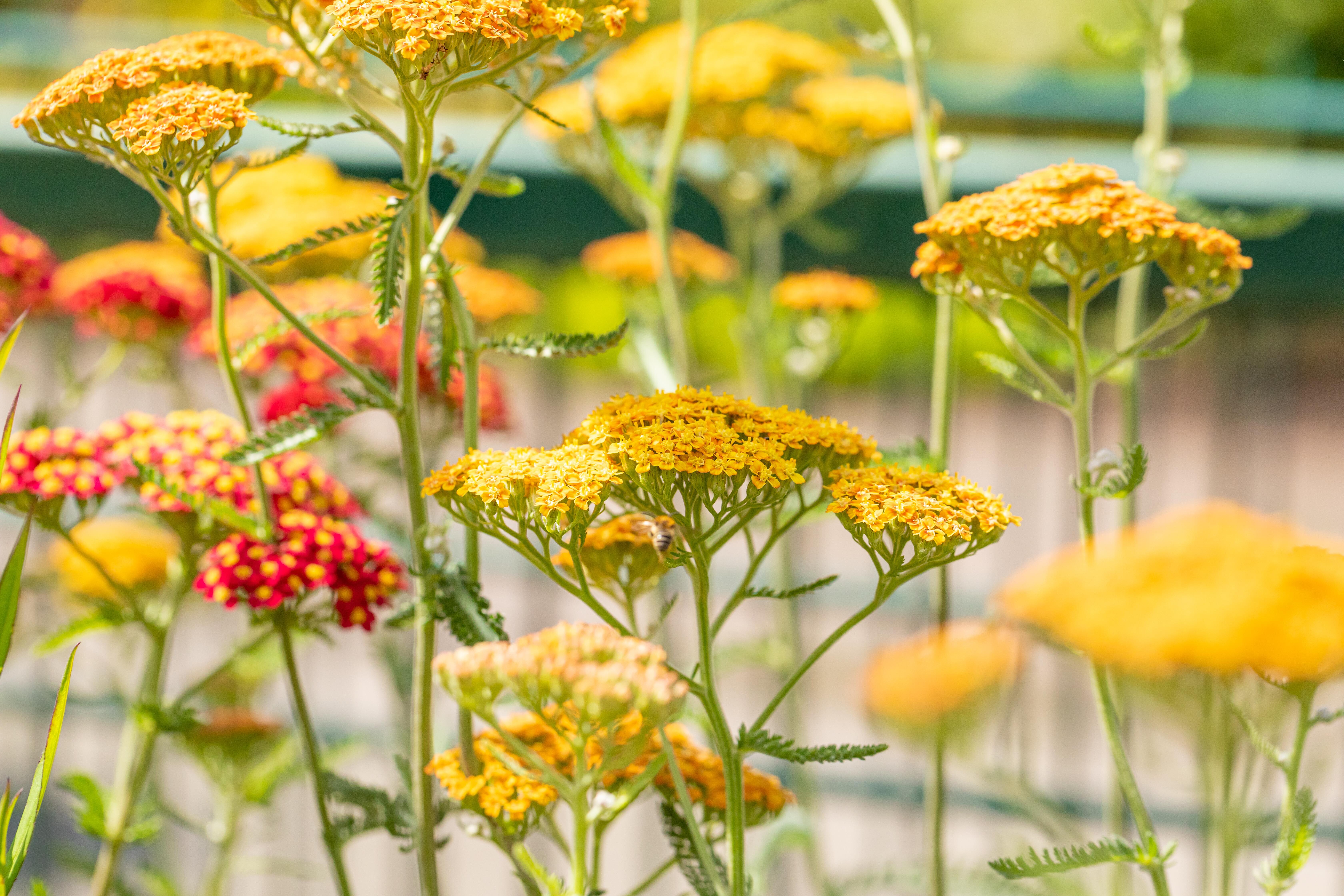 Ein Bild einer Achillea