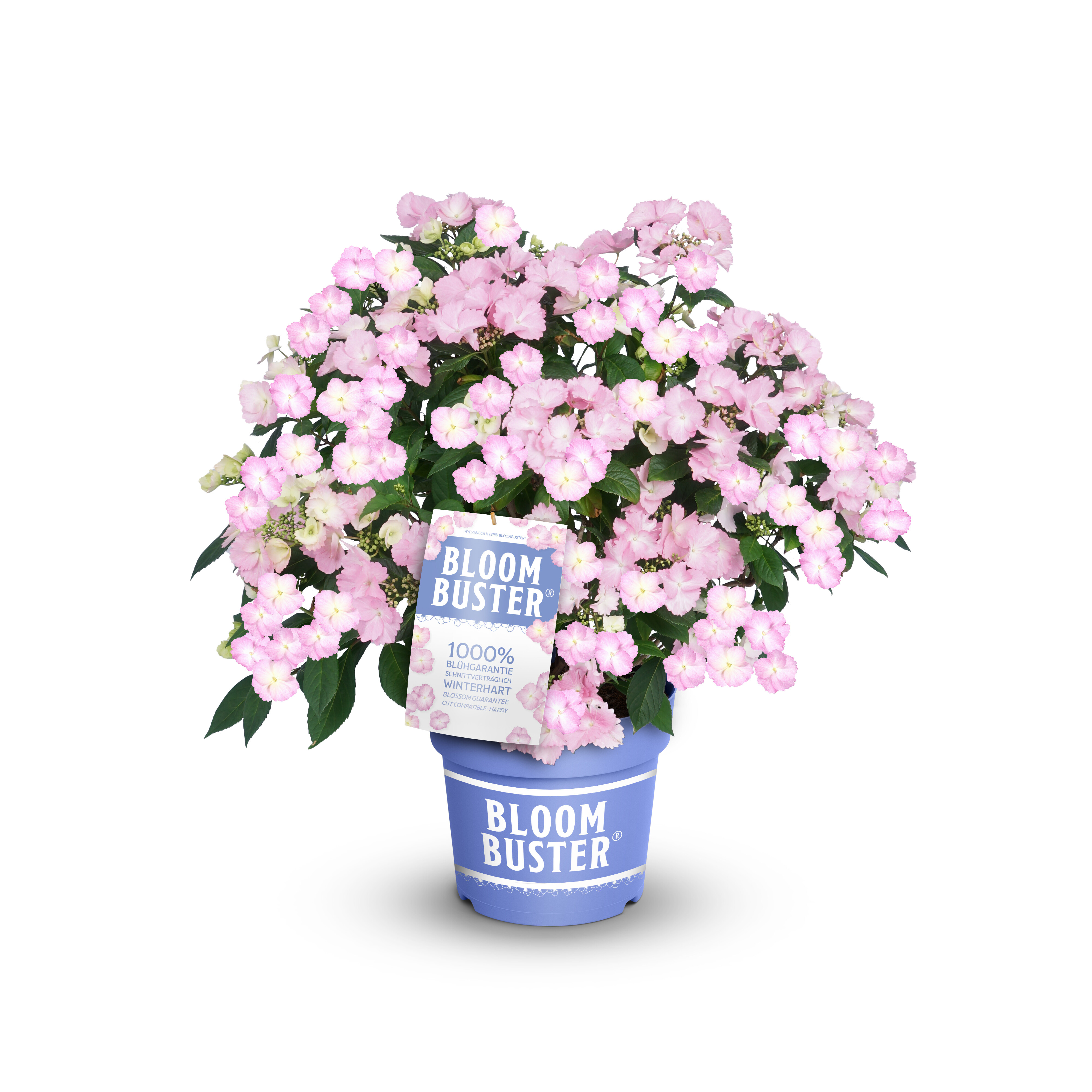 Bloombuster Pflanze