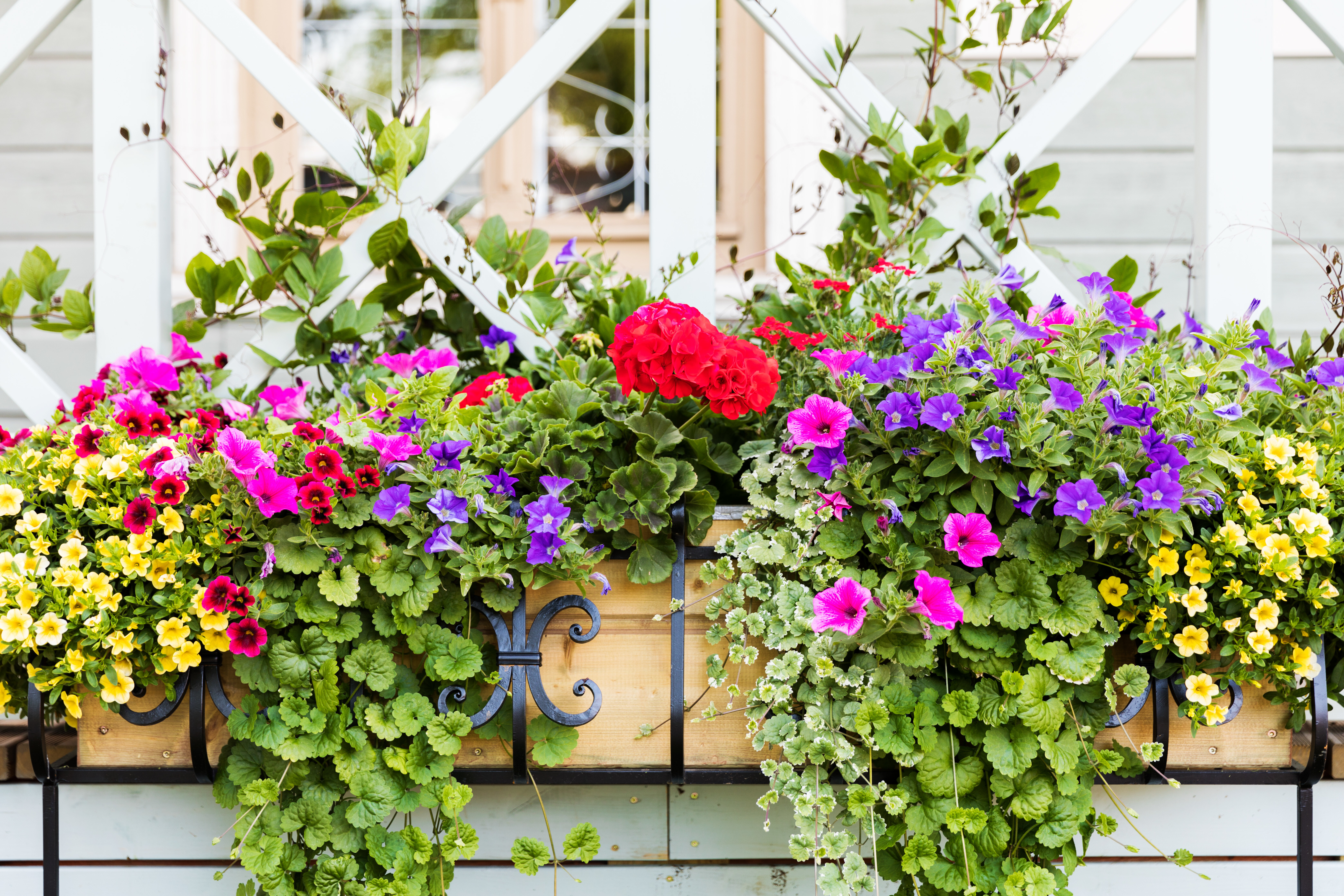 Fensterbank mit buntem Blumenkasten