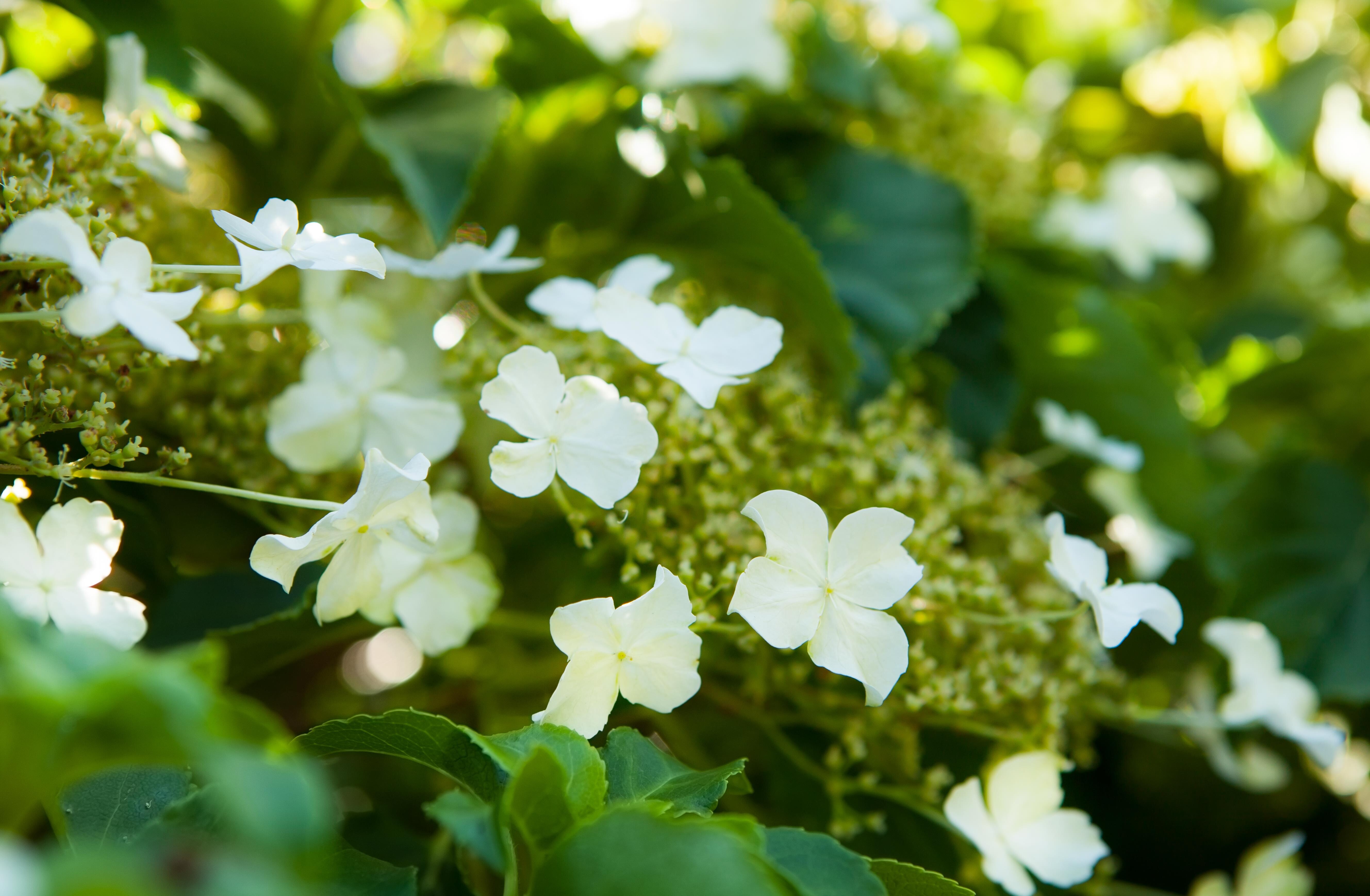 Kletter-Hortensie