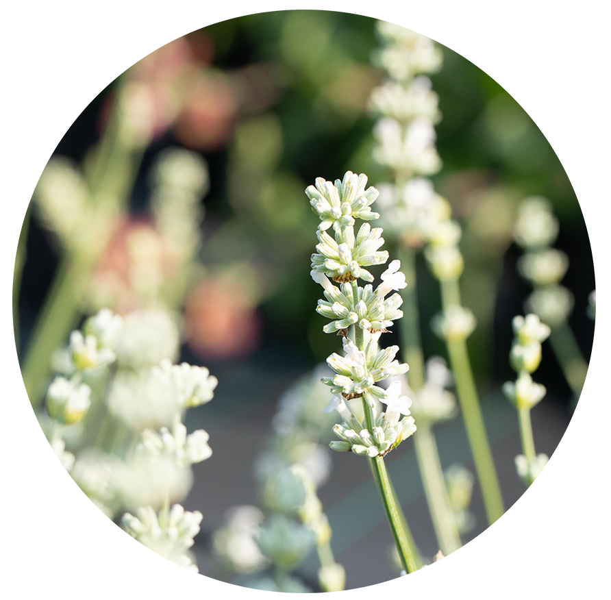 Nahaufnahme einer Lavendelblüte