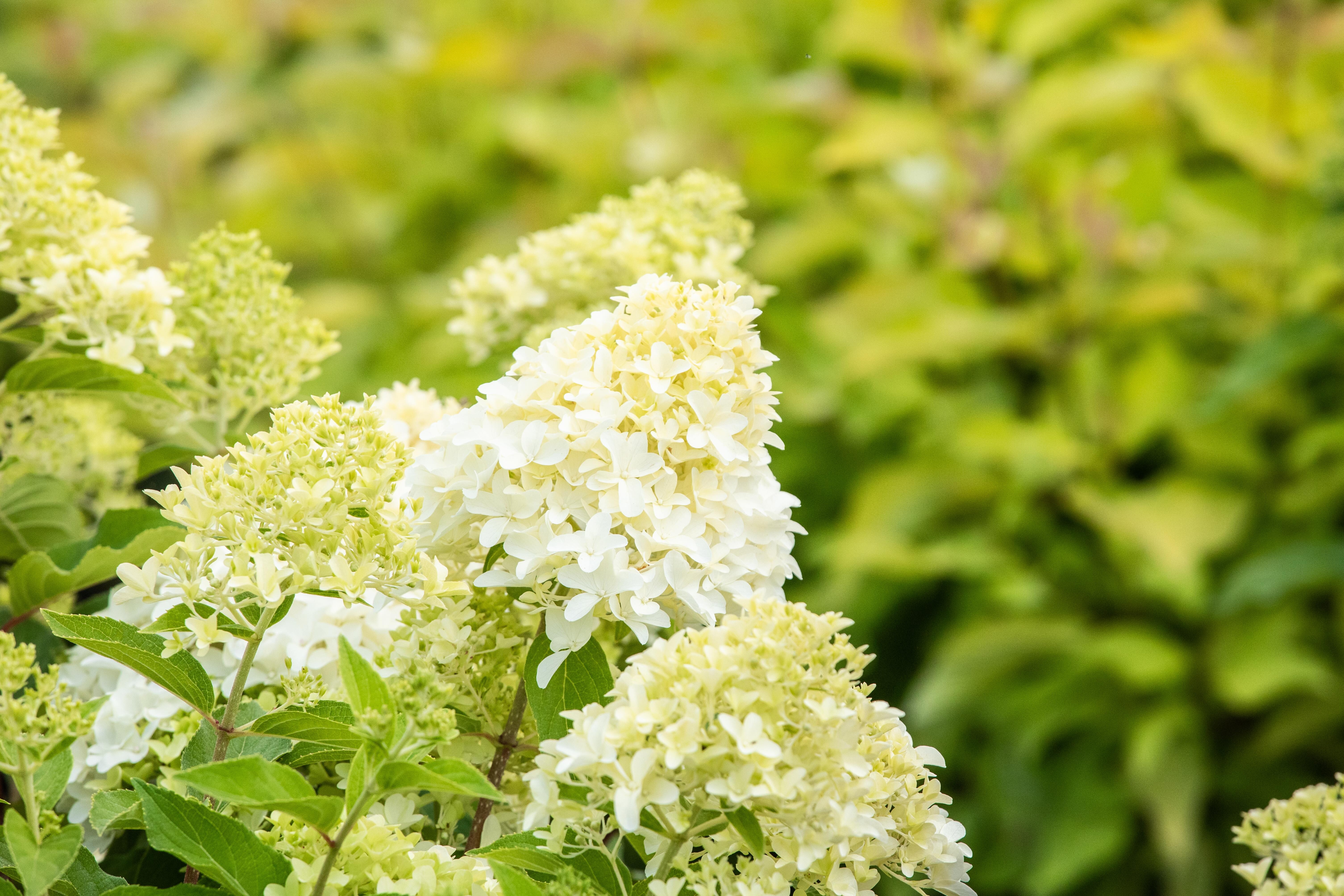 Rispen-Hortensie