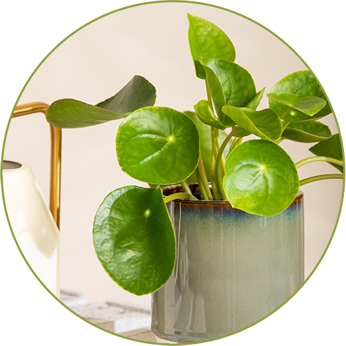 Baby-Pilea