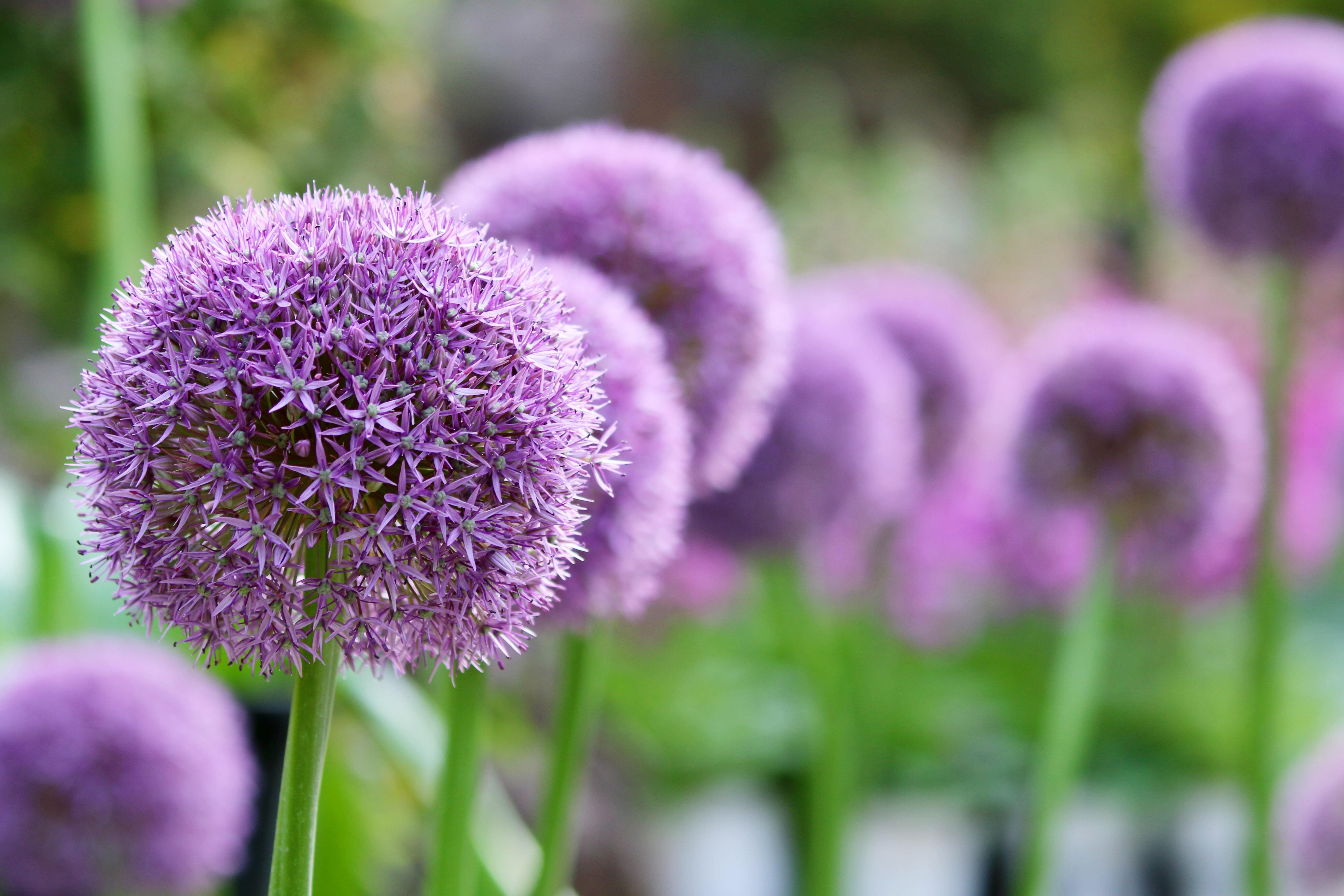 Blumenzwiebel einer Allium-Sorte
