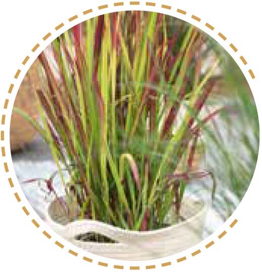 Blutgras