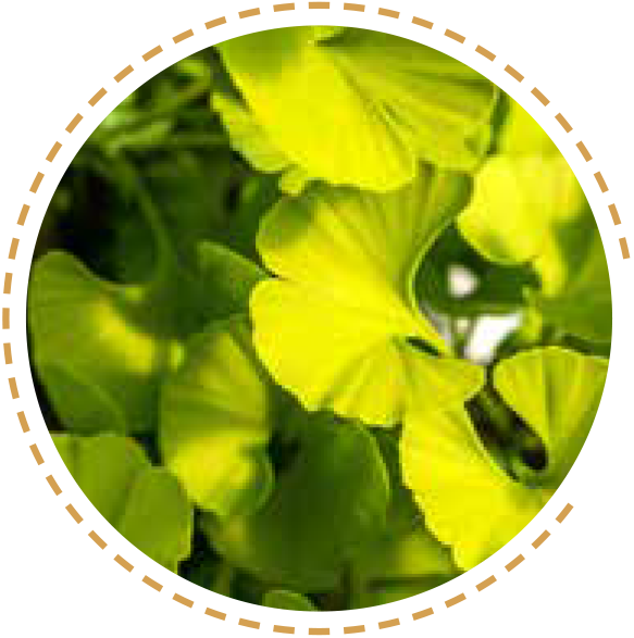 Ginkgo