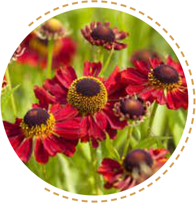 Helenium