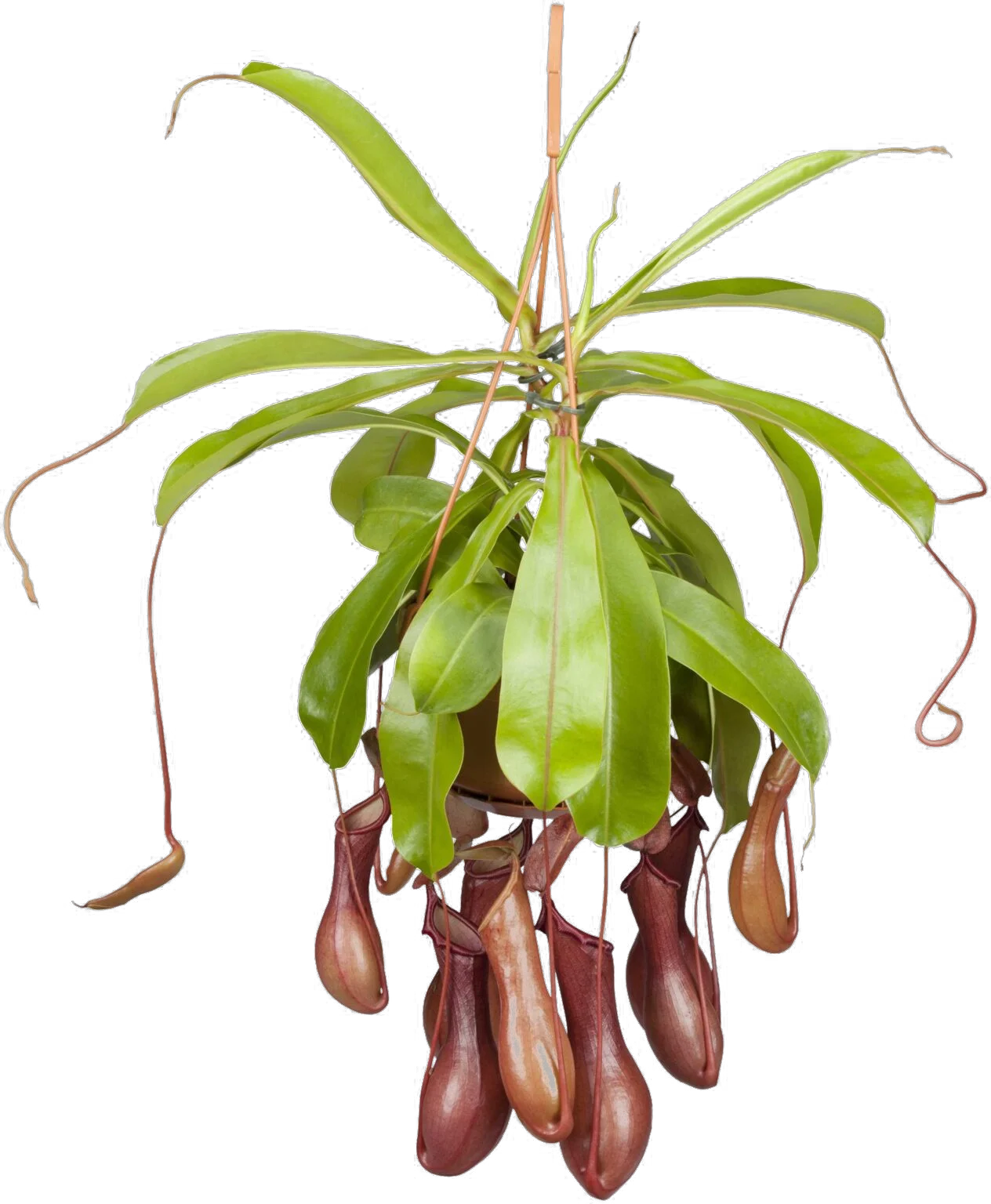 Kannenpflanze