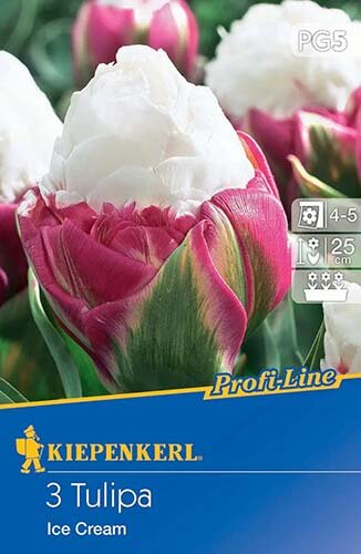 Kiepenkerl Tulpenzwiebeln