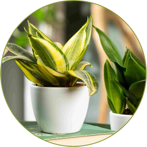 Mini-Sanseveria