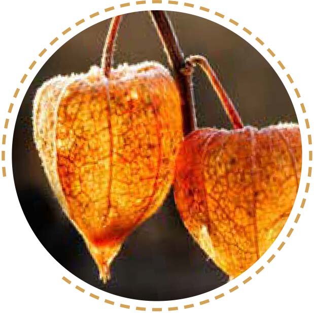 Physalis