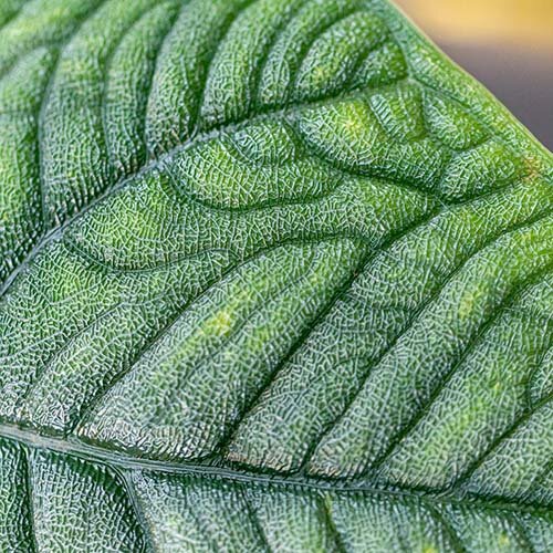 Alocasia Melo