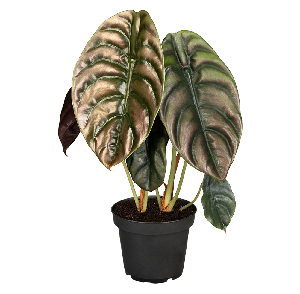 Alocasia Red Secret