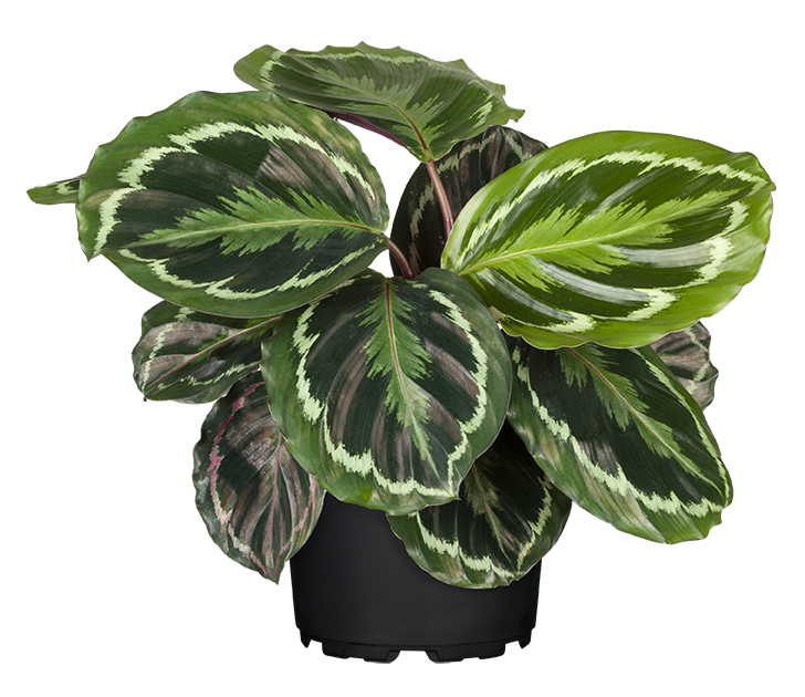 Calathea Korbmarante