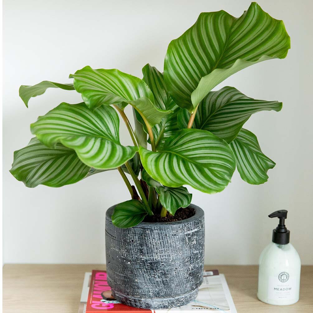 Calathea Korbmarante