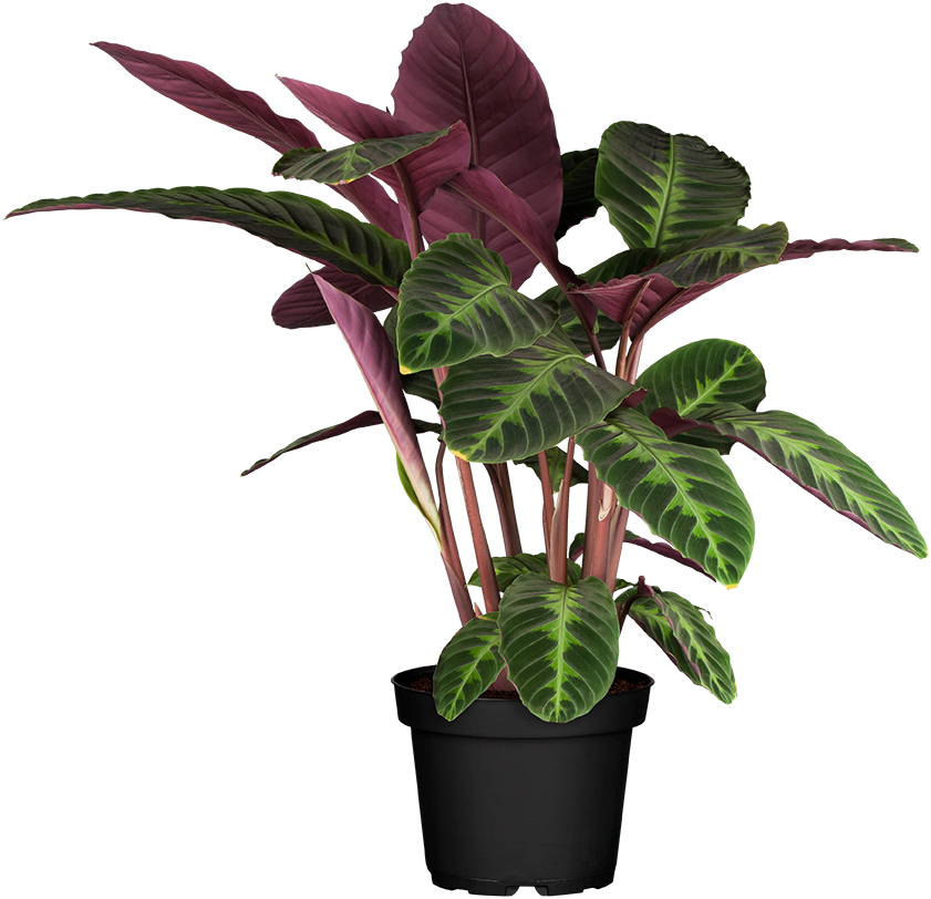Calathea Korbmarante
