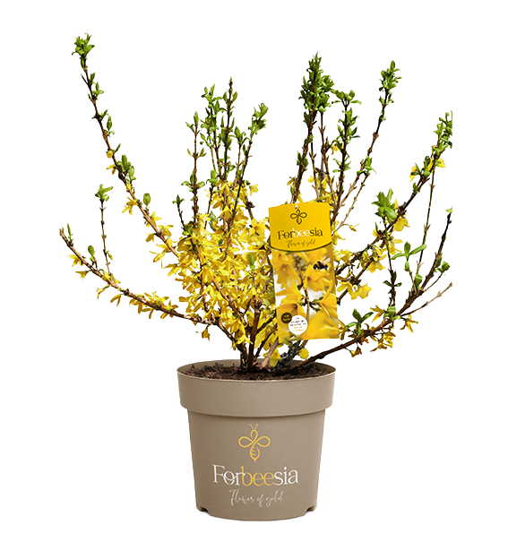 Forsythie ‚Forbeesia‘