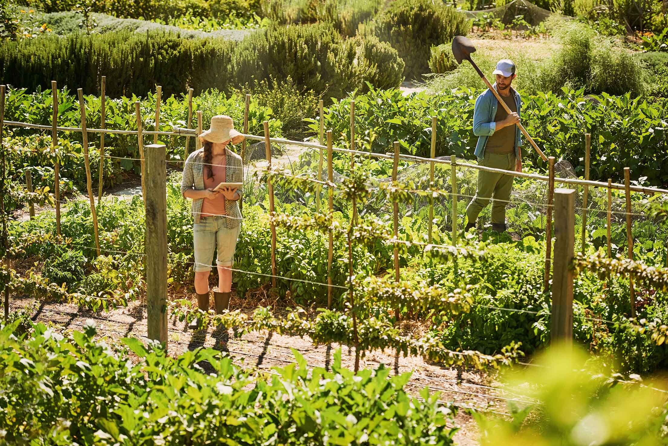 Gemüsegarten in groß