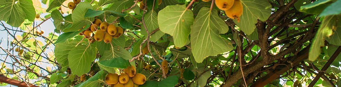 Obstbaum