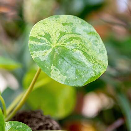 Pilea Mojito