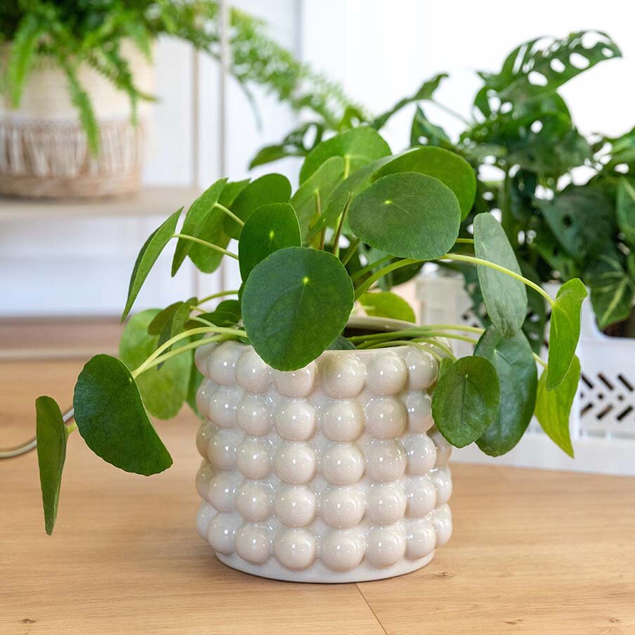 Pilea