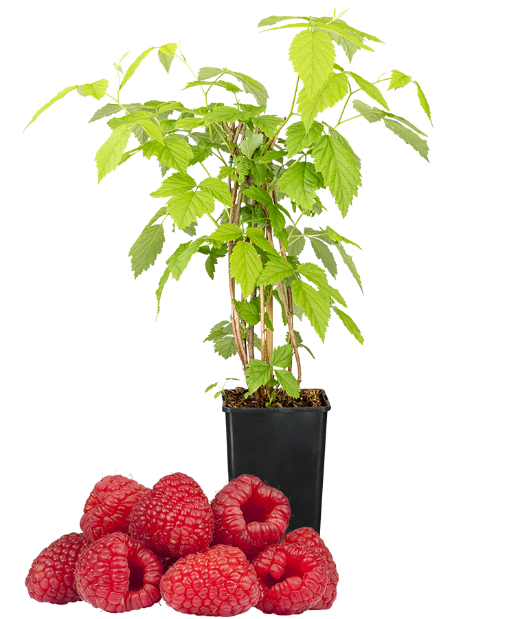 Himbeeren
