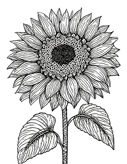 Sonnenblume