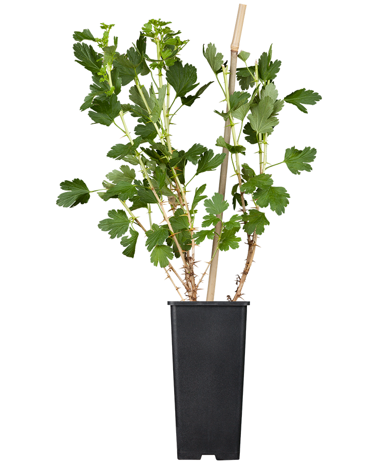 Himbeeren