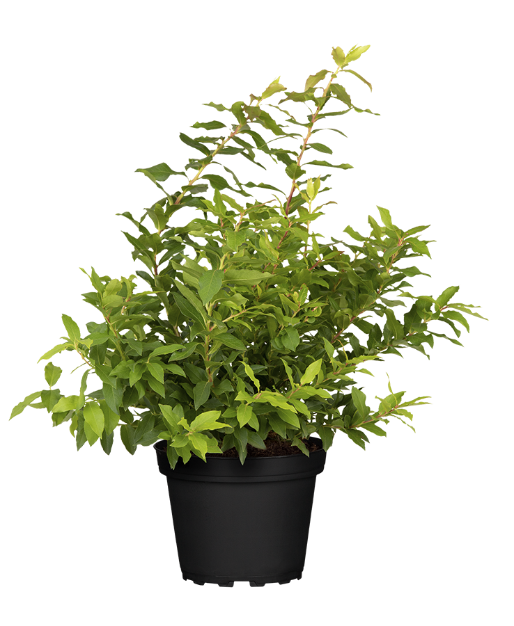Heidelbeeren Strauch