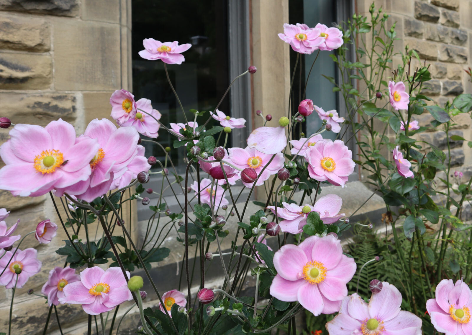 Anemone