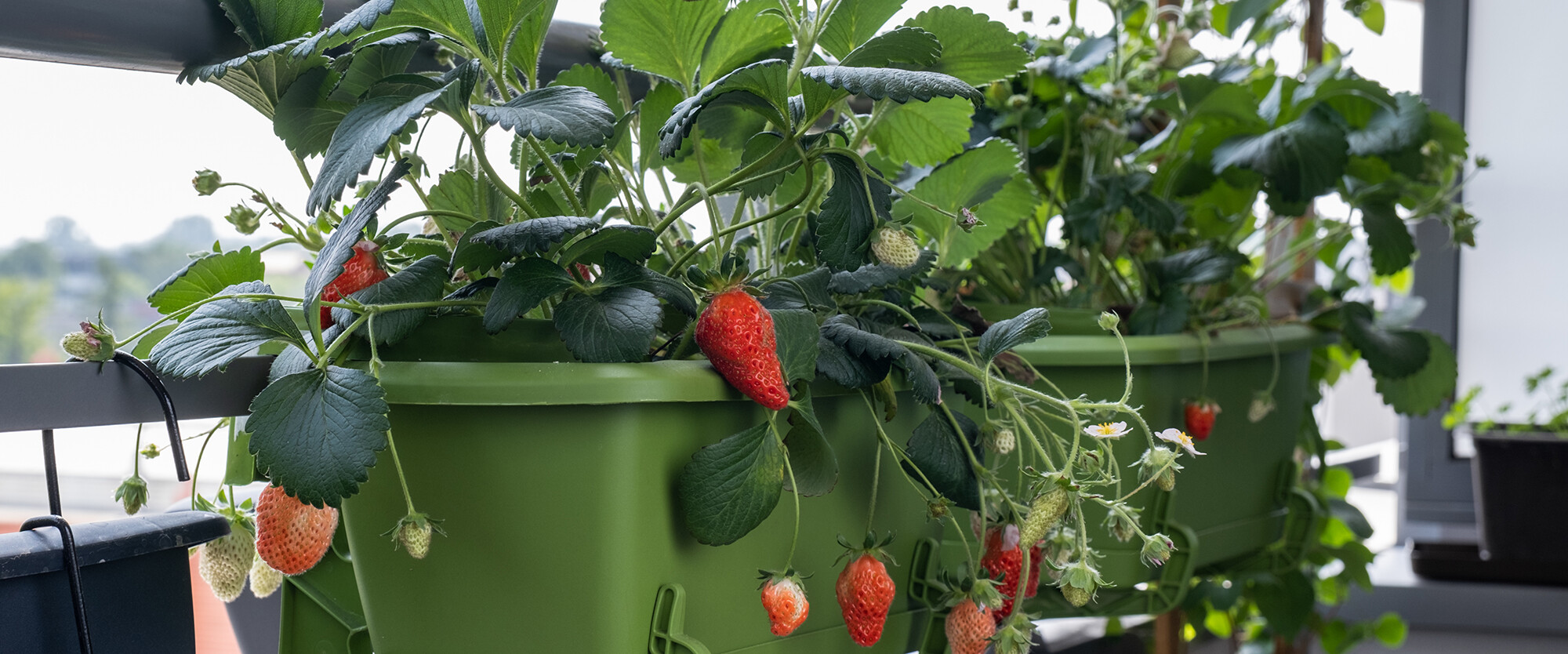 Erdbeeren