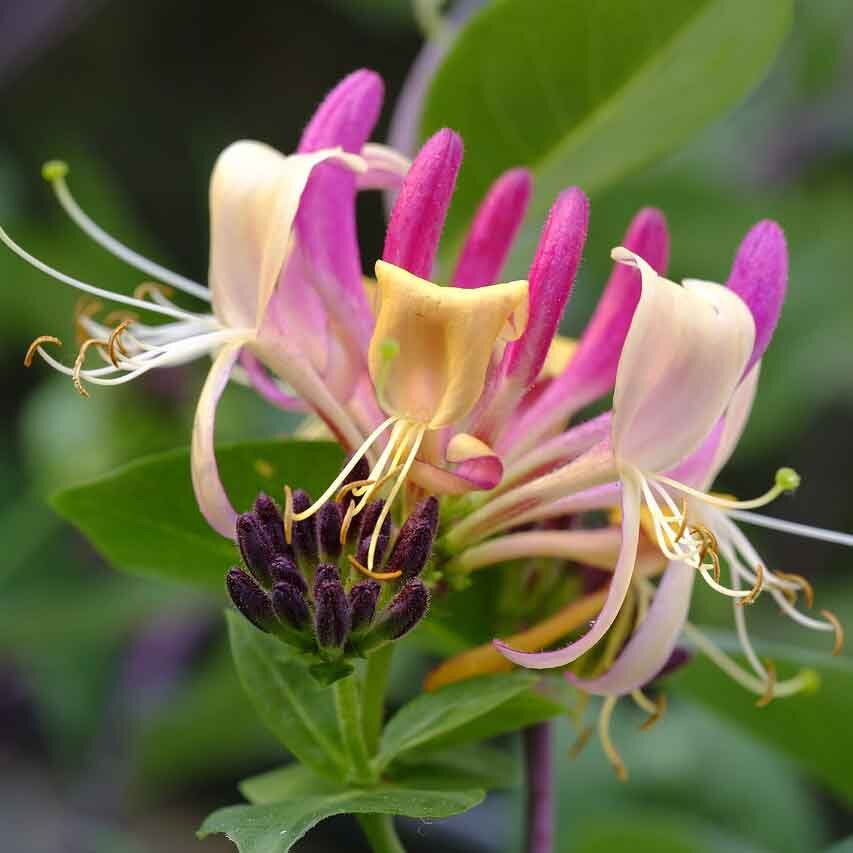 Geissblatt