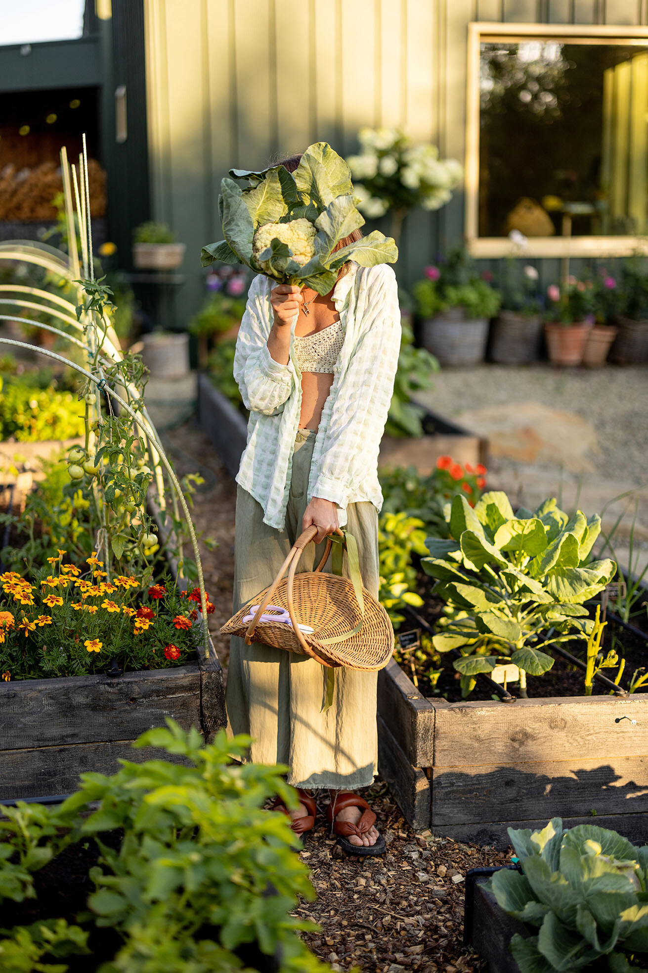 Blumenkohl im Gemüsebeet