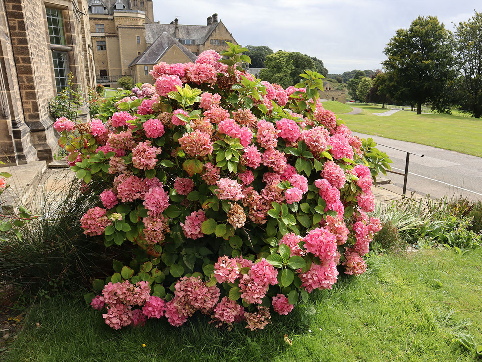 Hortensie im Kloster