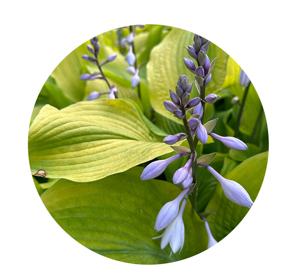 Hosta