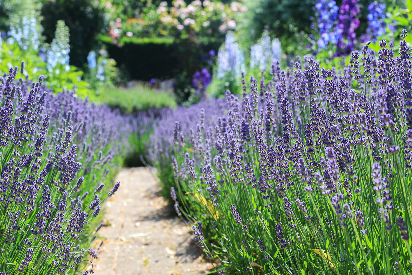 Lavendel