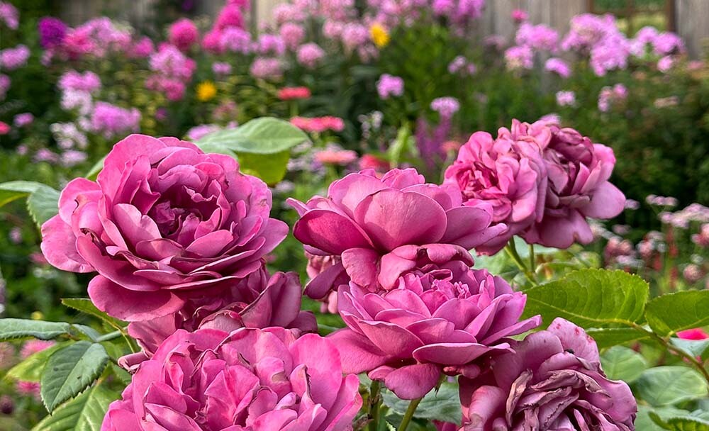 Lene Fiebigs Garten Rosen