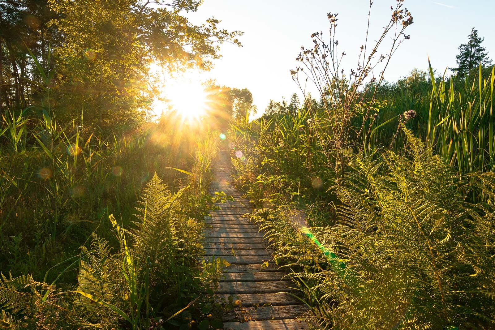 Sonnenuntergang im Garten