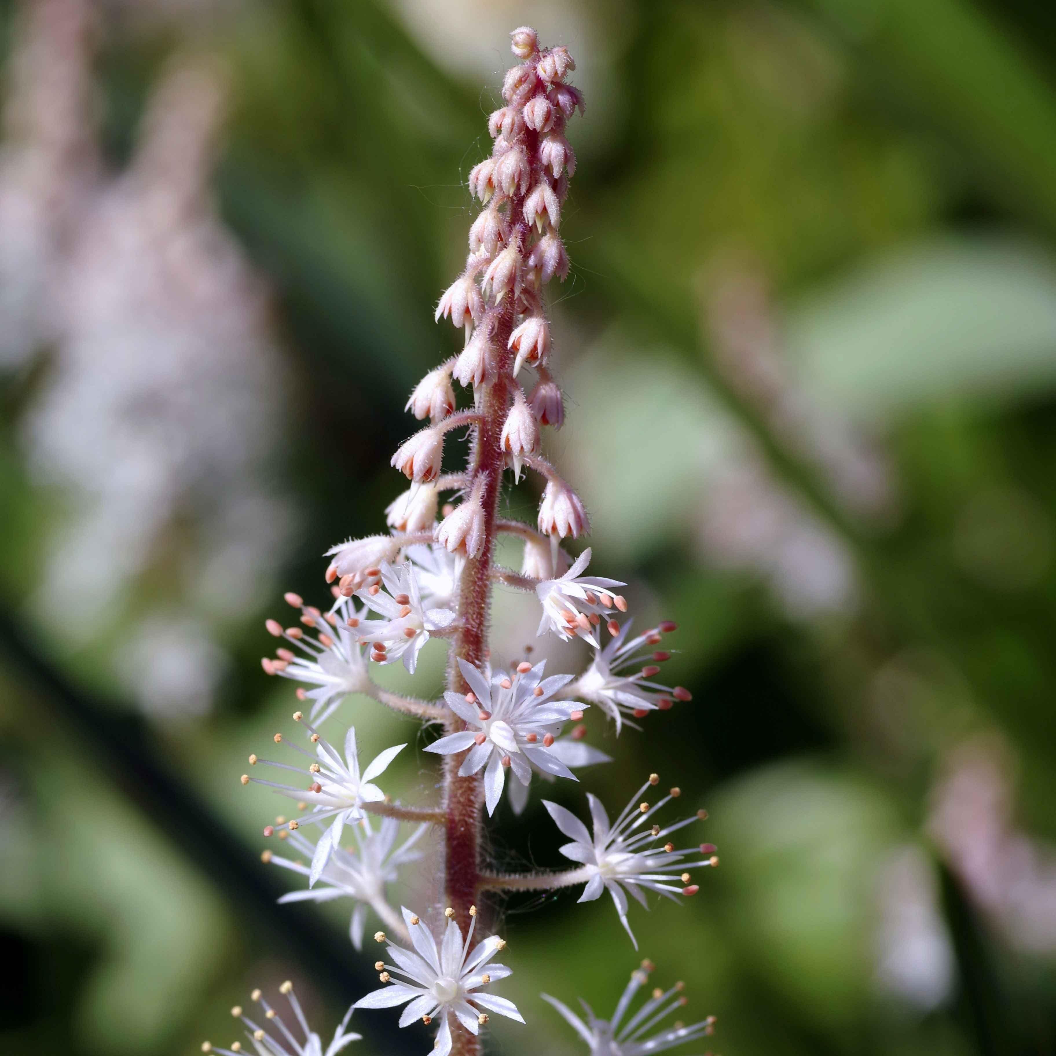 Schaumblüte (Tiarella)