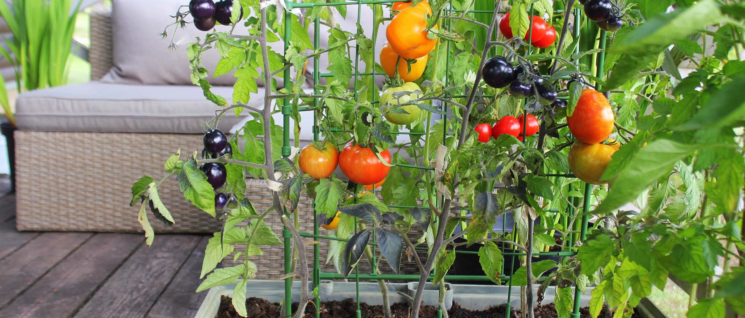 Tomaten auf Balkon