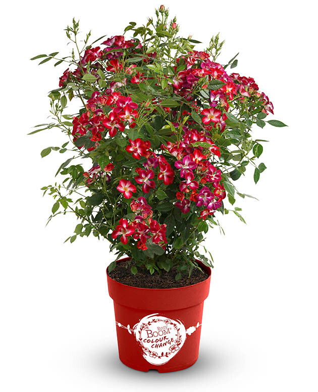 Wildrose Rosy Boom