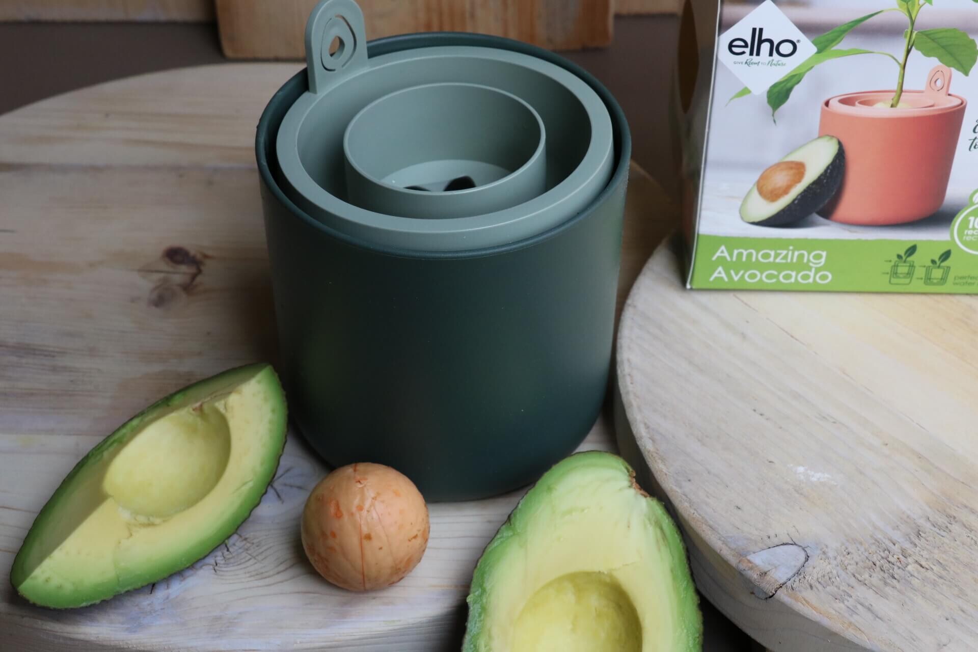 Avocado anziehen