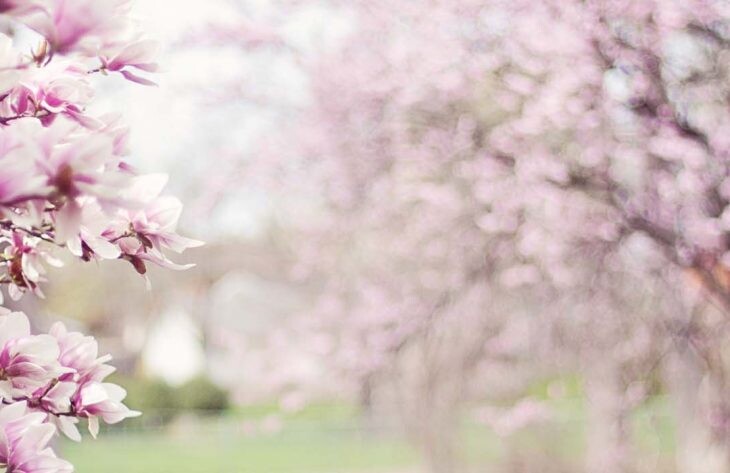 Gartenkalender April