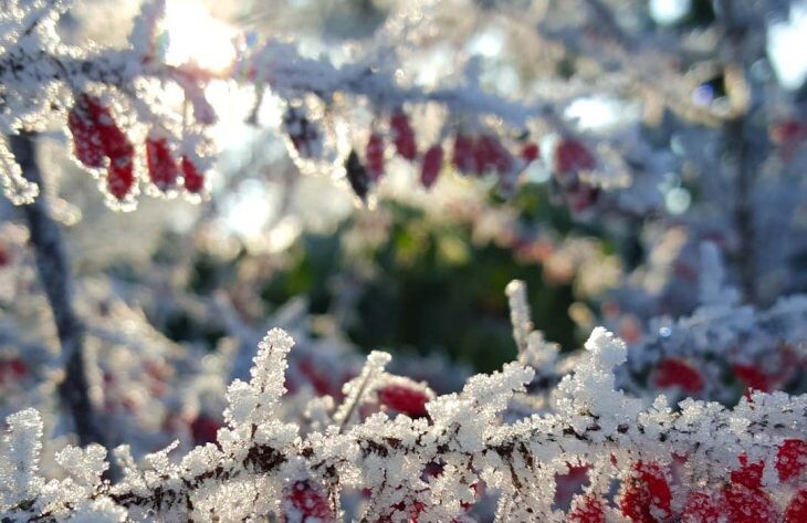 Gartenkalender Januar