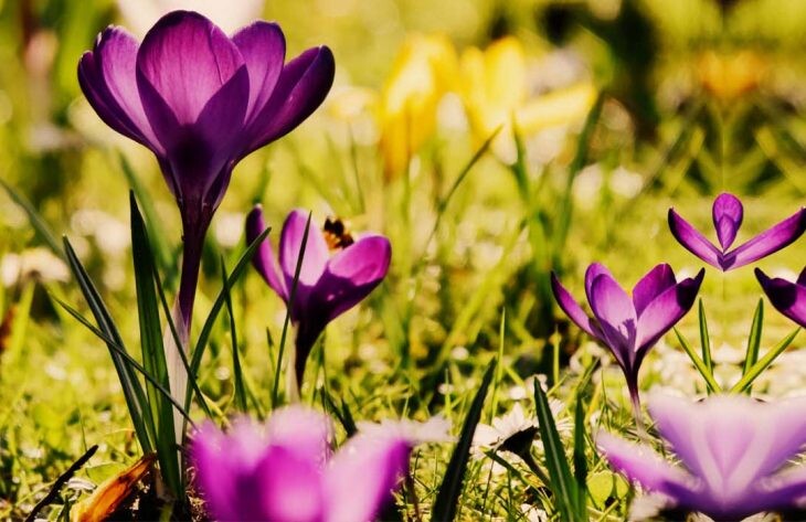 Gartenkalender März