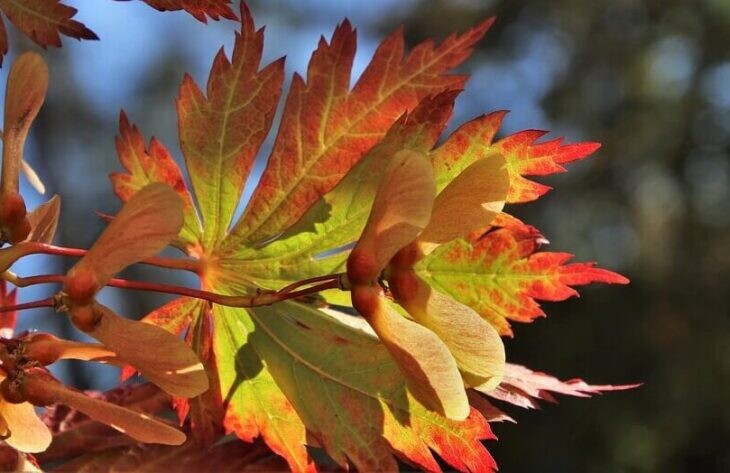 Gartenkalender Oktober